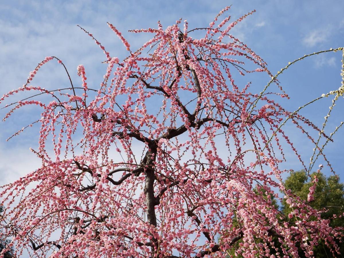 Japaning Senkyu Villa Kyoto Bagian luar foto