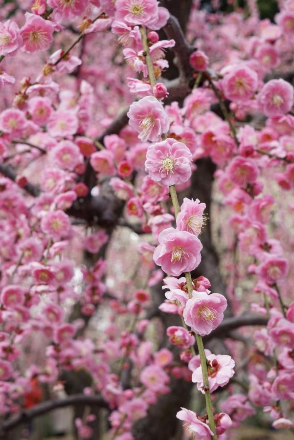 Japaning Senkyu Villa Kyoto Bagian luar foto